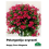 PELARGONIJA NOKARENĀ KRĀSU MIX