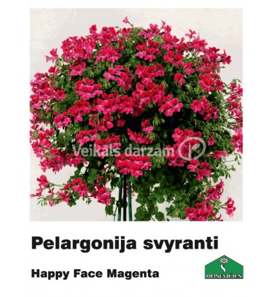 PELARGONIJA NOKARENĀ KRĀSU MIX