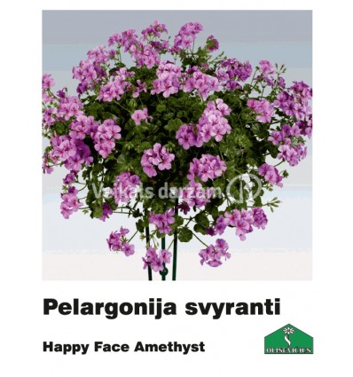 PELARGONIJA NOKARENĀ KRĀSU MIX