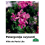 PELARGONIJA NOKARENĀ KRĀSU MIX