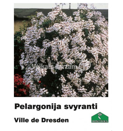 PELARGONIJA NOKARENĀ KRĀSU MIX