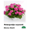 PELARGONIJA NOKARENĀ KRĀSU MIX