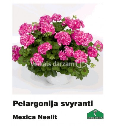 PELARGONIJA NOKARENĀ KRĀSU MIX