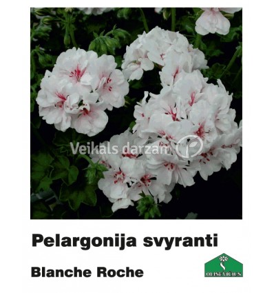 PELARGONIJA NOKARENĀ KRĀSU MIX