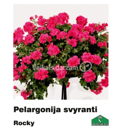 PELARGONIJA NOKARENĀ KRĀSU MIX