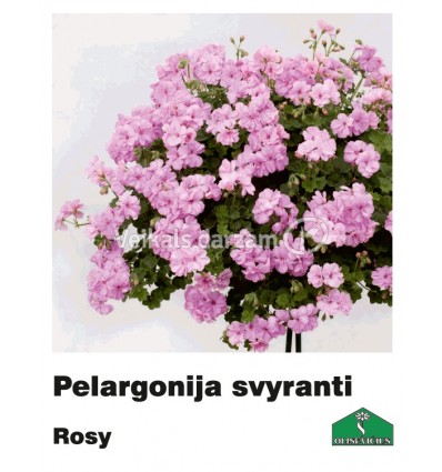 PELARGONIJA NOKARENĀ KRĀSU MIX