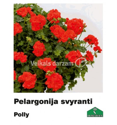 PELARGONIJA NOKARENĀ KRĀSU MIX