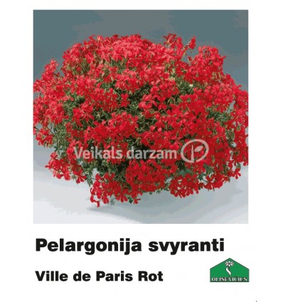 PELARGONIJA NOKARENĀ KRĀSU MIX