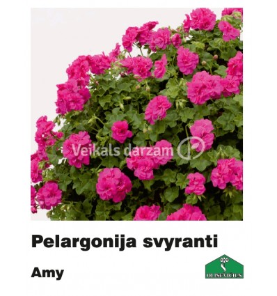 PELARGONIJA NOKARENĀ KRĀSU MIX