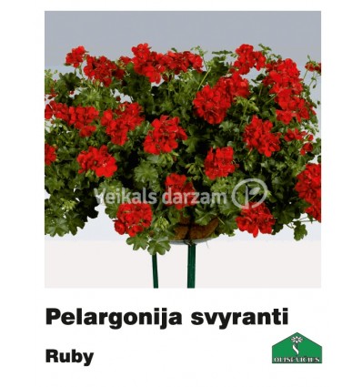 PELARGONIJA NOKARENĀ KRĀSU MIX