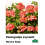 PELARGONIJA NOKARENĀ KRĀSU MIX