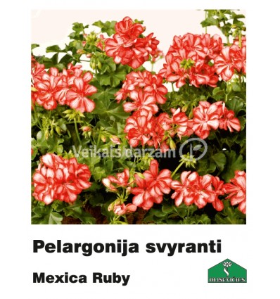 PELARGONIJA NOKARENĀ KRĀSU MIX