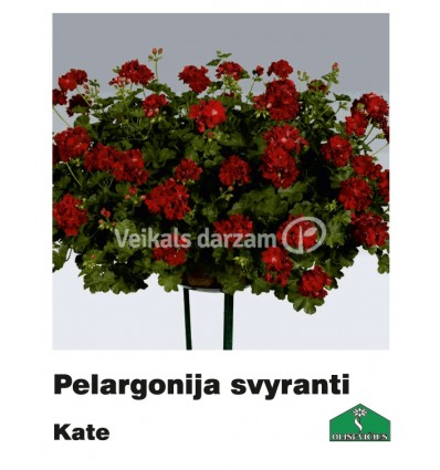 PELARGONIJA NOKARENĀ KRĀSU MIX