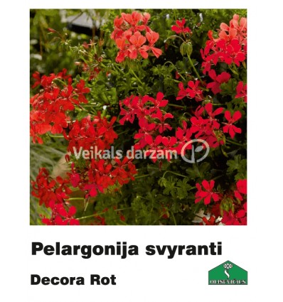 PELARGONIJA NOKARENĀ KRĀSU MIX