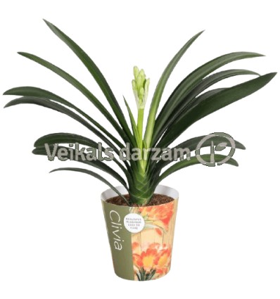 KLĪVIJA (CLIVIA MINIATA) 13Ø50H