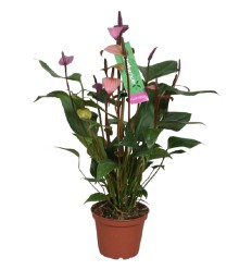 ANTŪRIJA (ANTHURIUM) FLORINO 14Ø50H