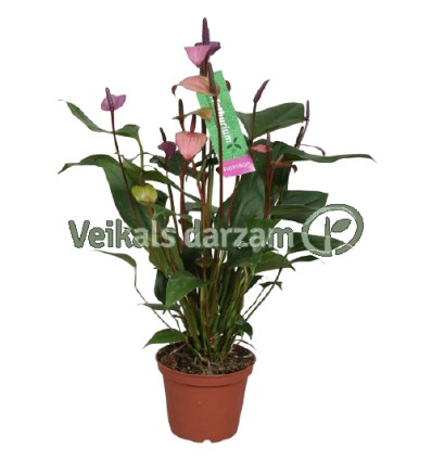 ANTŪRIJA (ANTHURIUM) FLORINO 14Ø50H