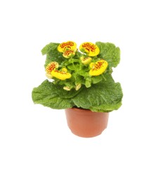 KALCEOLĀRIJA (CALCEOLARIA HYBRIDEN) 10Ø16H