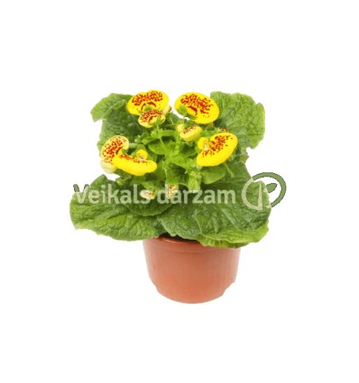 KALCEOLĀRIJA (CALCEOLARIA HYBRIDEN) 10Ø16H