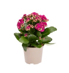 KALANHOJE (KALANCHOE) CALANDIVA PINK 9Ø17H