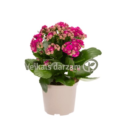 KALANHOJE (KALANCHOE) CALANDIVA PINK 9Ø17H