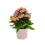 KALANHOJE (KALANCHOE) CALANDIVA PINK 9Ø17H