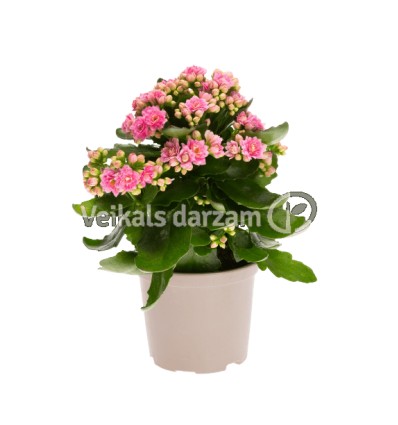 KALANHOJE (KALANCHOE) CALANDIVA PINK 9Ø17H