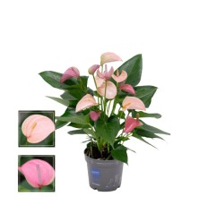 ANTŪRIJA (ANTHURIUM) KAMA DUO JOLI 12Ø35H