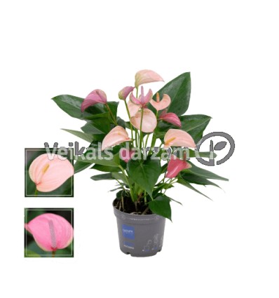 ANTŪRIJA (ANTHURIUM) KAMA DUO JOLI 12Ø35H