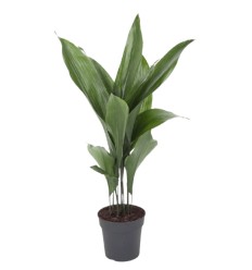 ASPIDISTRA (ASPIDISTRA ELATIOR)19Ø80H