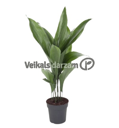 ASPIDISTRA (ASPIDISTRA ELATIOR)19Ø80H