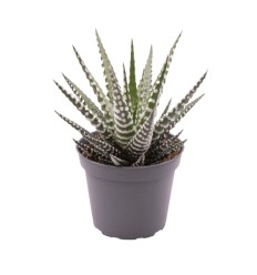 HAVORTIJA (HAWORTHIA) BIG BAND 10,5Ø15H