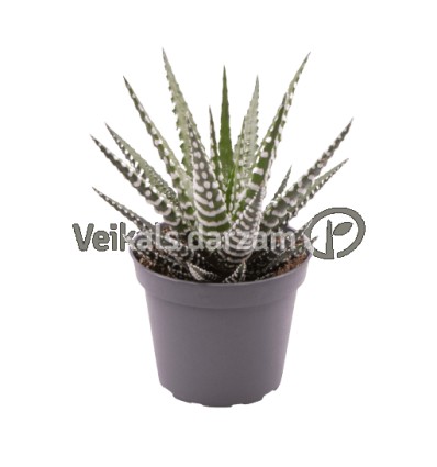 HAVORTIJA (HAWORTHIA) BIG BAND 10,5Ø15H