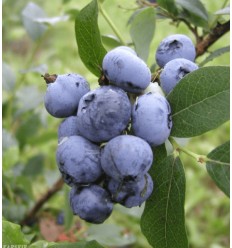 KRŪMMELLENES BLUECROP