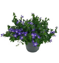 PULKSTENĪTE (CAMPANULA ISOPH.) BLUE 11Ø20H