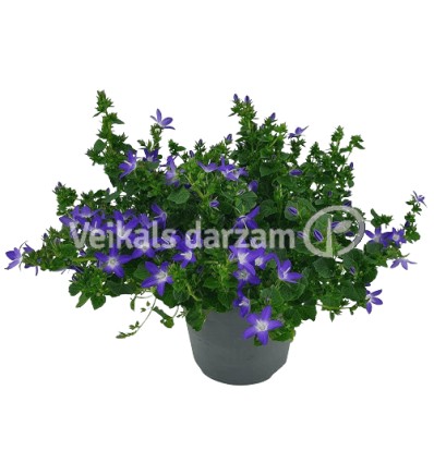 PULKSTENĪTE (CAMPANULA ISOPH.) BLUE 11Ø20H