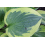 HOSTA BRIM CUP