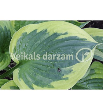 HOSTA BRIM CUP