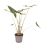 ALOKĀZIJA (ALOCASIA) ZEBRINA 24Ø110H