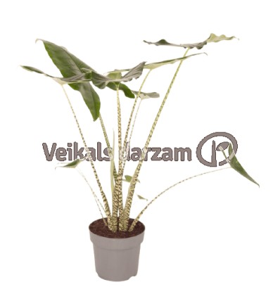 ALOKĀZIJA (ALOCASIA) ZEBRINA 24Ø110H