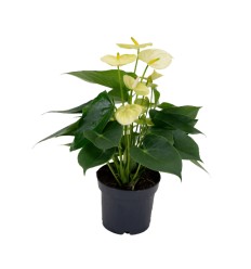 ANTŪRIJA (ANTHURIUM) VANILLA 12Ø35H