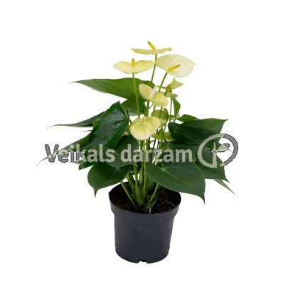 ANTŪRIJA (ANTHURIUM) VANILLA 12Ø35H