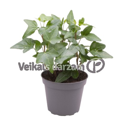 HEDERA (HEDERA HELIX) GREEN 12Ø21H