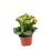 KALANHOJE (KALANCHOE) YELLOW 12Ø22H