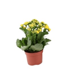 KALANHOJE (KALANCHOE) YELLOW 12Ø22H