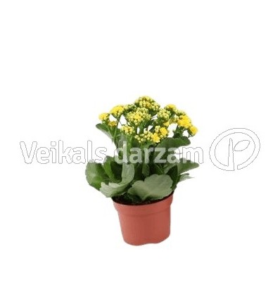 KALANHOJE (KALANCHOE) YELLOW 12Ø22H