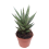 SANSEVJĒRA (SANSEVIERIA) SPIKEY 6Ø15H