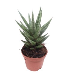 SANSEVJĒRA (SANSEVIERIA) SPIKEY 6Ø15H