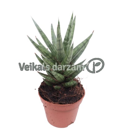 SANSEVJĒRA (SANSEVIERIA) SPIKEY 6Ø15H