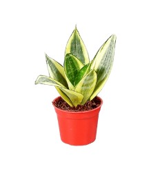 SANSEVJĒRA (SANSEVIERIA) GOLDEN 12Ø25H